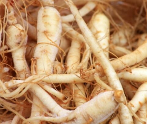 Planta de ginseng