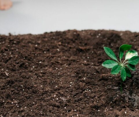 Planta que crece en una maceta recién plantada